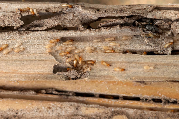 Best Emergency Pest Control  in Smith Mills, MA